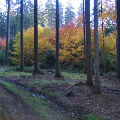10 podzimní les